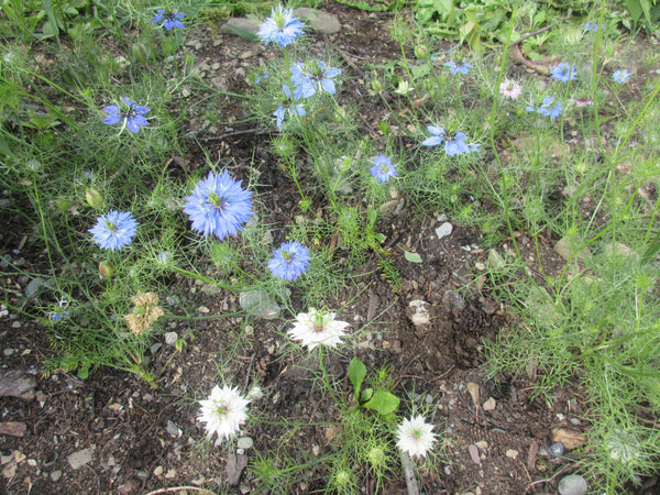 Fleur Nigelle, Semences nigelle de Damas, graine nigelle, Semences du Québec, Semences locales, Semences adaptées aux climats froids 