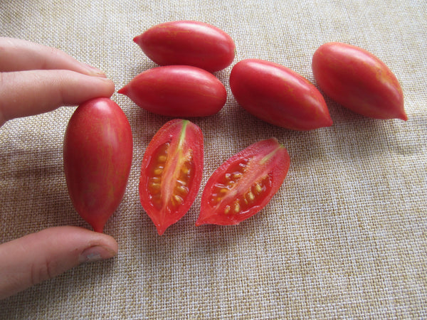 Tomate Pink Tiger, Semence Pink Tiger, Semence de tomate, Graines de tomates, Semences du Québec, Semences locales, Semences adaptées aux climats froids 