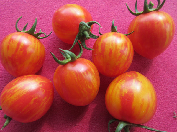 Tomates cerises, Sunrise Bumble bee, semences, graines, semences pour climat froid, semences Québec, semences Bas-Saint-Laurent