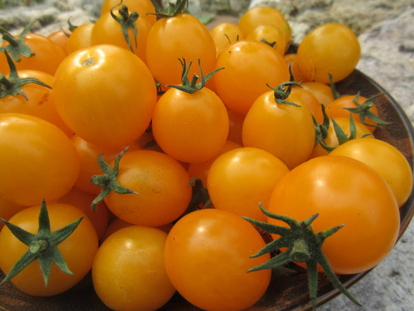 tomate cerise jaune, tomate cerise gold nugget, Semences tomate cerise gold nugget, graines tomate cerise gold nugget, Semences du Québec, Semences adaptées au froid, Semences légumes, Semences locales, Semences Bas-st-Laurent, Semences Trois-Pistoles