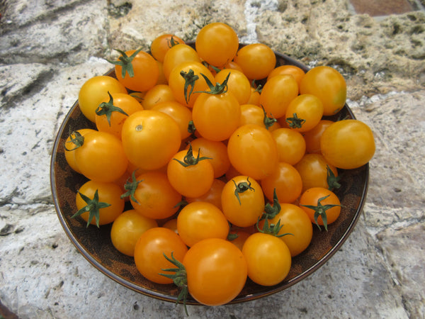 tomate cerise jaune, tomate cerise gold nugget, Semences tomate cerise gold nugget, graines tomate cerise gold nugget, Semences du Québec, Semences adaptées au froid, Semences légumes, Semences locales, Semences Bas-st-Laurent, Semences Trois-Pistoles