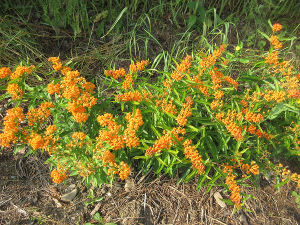 Asclépiade tubéreuse