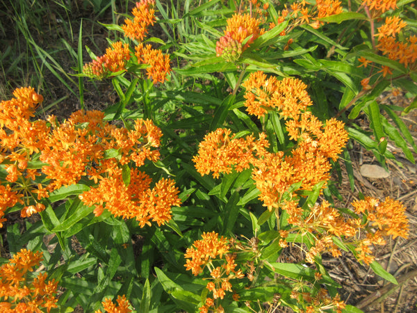 Asclépiade tubéreuse