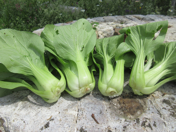 Bok Choy, Semences Bok Choy, graine Bok Choy, Bok Choy Shangaï Green, Semences Bok Choy Shangaï Green, graine Bok Choy Shangaï Green, Semences du Québec, Semences locales, Semences adaptées aux climats froids 