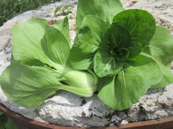 Bok Choy, Semences Bok Choy, graine Bok Choy, Bok Choy Shangaï Green, Semences Bok Choy Shangaï Green, graine Bok Choy Shangaï Green, Semences du Québec, Semences locales, Semences adaptées aux climats froids 