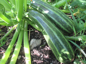 Courgette Cocozelle