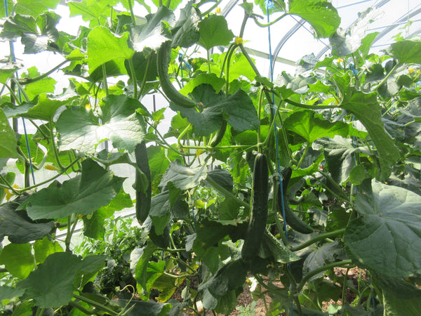Concombre, concombre japonais, Semences concombre shintokiwa, graines concombre shintokiwa, Semences du Québec, Semences adaptées au froid, Semences légumes, Semences locales, Semences Bas-st-Laurent, Semences Trois-Pistoles