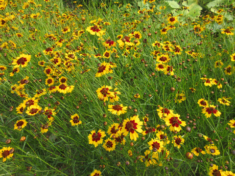Coreopsis des teinturiers, Coreopsis des teinturières, Semences Coreopsis des teinturiers, graines de Coreopsis des teinturiers, Semences du Québec, Semences adaptées au froid, Semences fleurs, Semences locales, Semences Bas-st-Laurent, Semences Trois-Pistoles