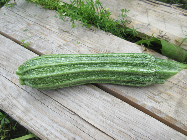 Zuchinni Costata Romanesco, Courgette rayée vue de proche, Graines, Semence de courgette, Semences bio,  semences ancestrales, seeds, squash seeds, Semences pour jardin, Semenc