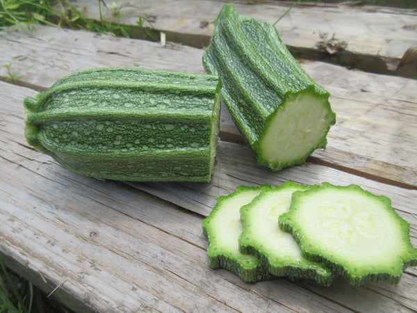  Zuchinni Costata Romanesco, tranches de courgettes, Graines, Semence de melon, Semences bio,   semences ancestrales, seeds, melon seeds, Semences pour jardin, Semenc