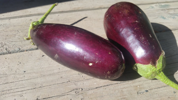 Aubergine Diamond