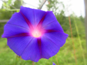 Fleur, Fleur gloire du matin, Semences Fleur gloire du matin, graines Fleur gloire du matin, Semences du Québec, Semences adaptées au froid, Semences fleur, Semences locales, Semences Bas-st-Laurent, Semences Trois-Pistoles