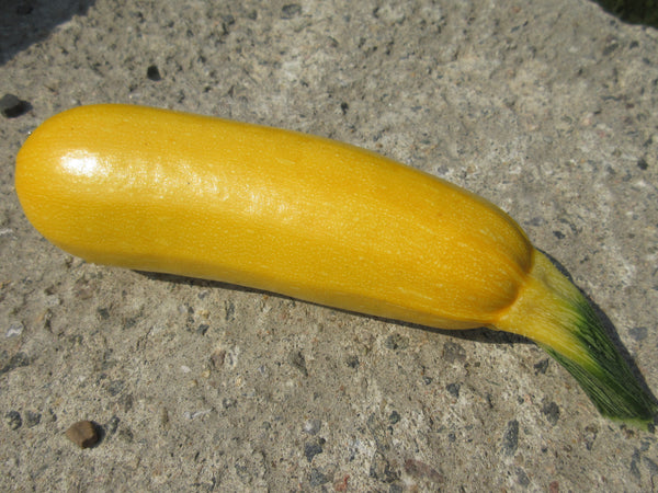 Courgette Golden