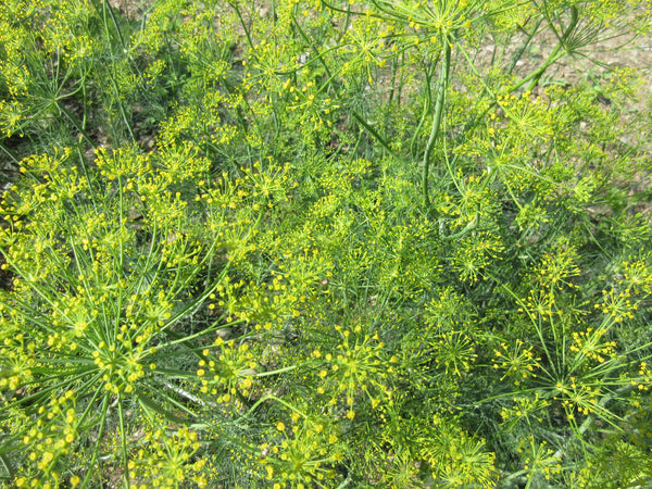Graines. Aneth. Fleurs d'aneth. Fines herbes. Semence fleurs. Semences bio. Semences pour jardin. Semenc