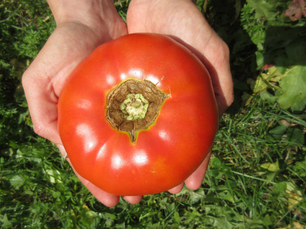 Graines de tomate coeur de boeuf, tomate entre deux mains, Graines, Semence de tomates, Semences bio,  seeds, tomato seeds, Semences pour jardin, Semenc