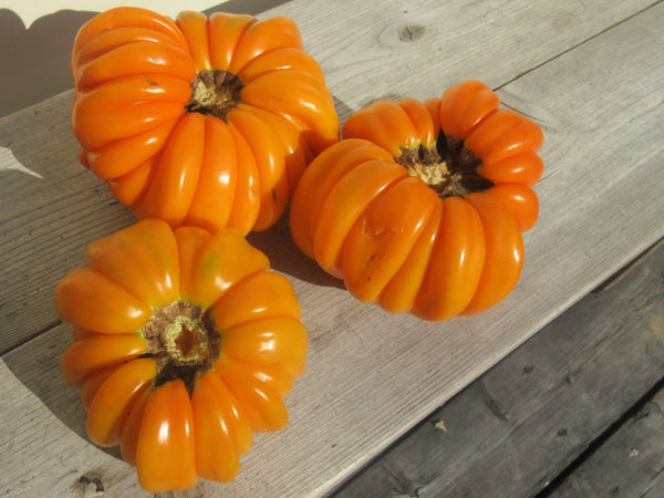 Graines de tomate accordéon orange, semences bio, fruit vu du dessus, semences du québec, semis tomate, semenc