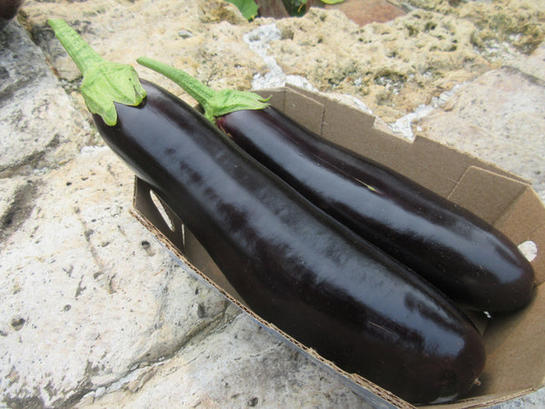 Graines, Graines Aubergine Diamond, vue complète du fruit, Semences bio. Semences pour jardin. Semences du Québec. Semenc