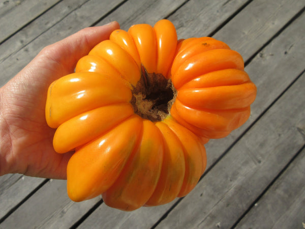 Graines de tomate accordeon orange, semences bio, taille comparee du fruit, semences du québec, semis tomate, semenc