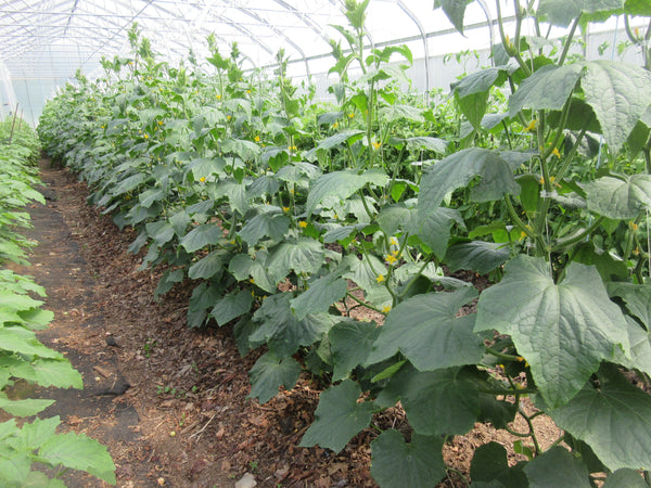 Semences concombres, semences Green Finger, Semences locales, Semences Bas-st-Laurent, Semences Basques, Semences Trois-Pistoles, Semences Est du Québec, Semences adaptées au froid 