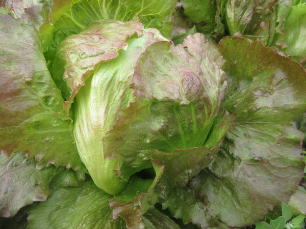 Graines de laitue Iceberg rouge, Gros plan sur la laitue, Graines, Semence fleurs, Semences bio,  seeds, Semences pour jardin, Semenc