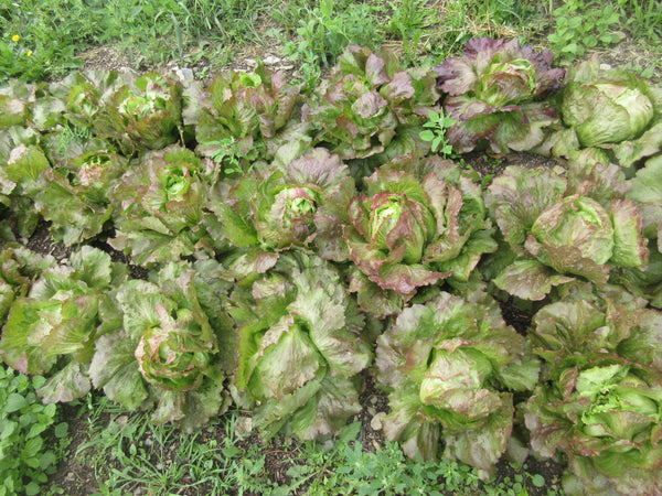 Graines de laitue Iceberg rouge, Plusieurs laitues au champs, Graines, Semence fleurs, Semences bio,  seeds, Semences pour jardin, Semenc