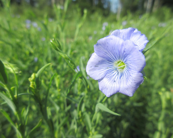 Dwarf sunflower Hella Sonnenblume 
