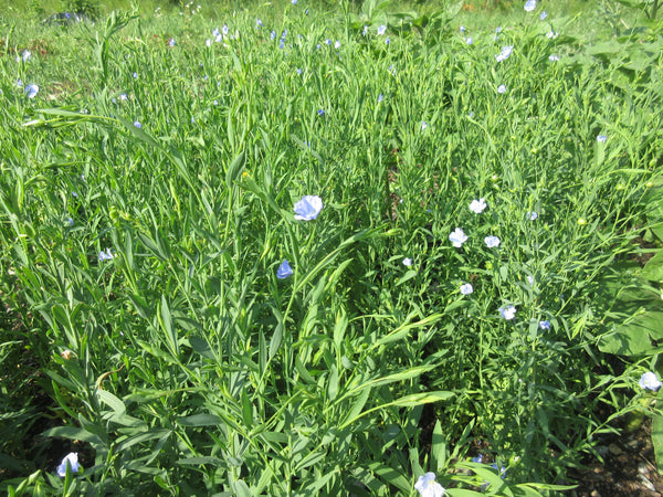 Dwarf sunflower Hella Sonnenblume 
