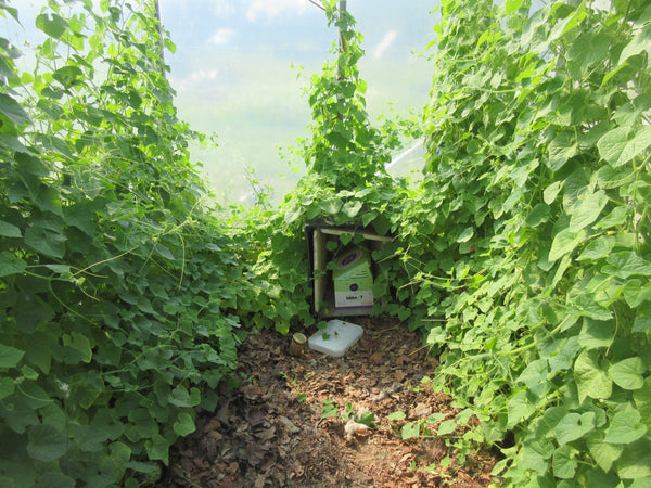 Plant de melon kiwano, Kiwano dans une serre, Graines, Semence de melon, Semences bio,   semences ancestrales, seeds, melon seeds, Semences pour jardin, Semenc