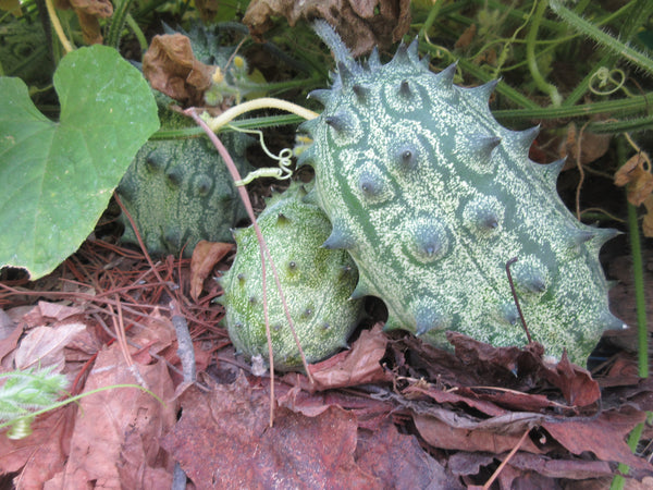 Fruit de melon kiwano, Kiwano vert immature en gros plan, Graines, Semence de melon, Semences bio,   semences ancestrales, seeds, melon seeds, Semences pour jardin, Semenc