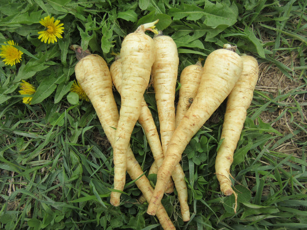 Panais, Panais Halblange, Semences Panais Halblange, graines de Panais Halblange, Semences du Québec, Semences adaptées au froid, Semences légumes, Semences locales, Semences Bas-st-Laurent, Semences Trois-Pistoles