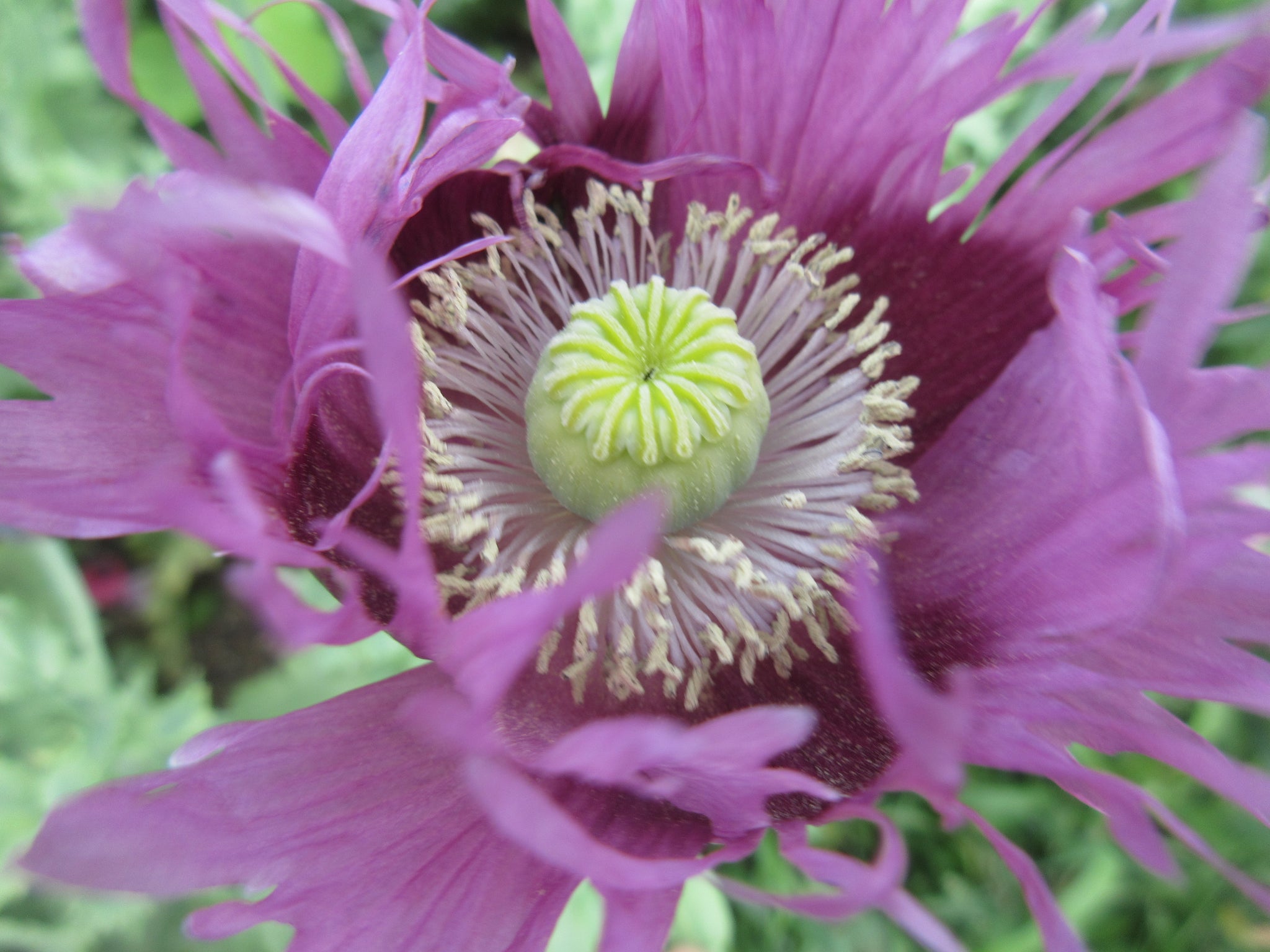 Fleur pavot somnifère, Semences pavot somnifère, semence pavot, graine pavot somnifère, graines pavot, Semences du Québec, Semences locales, Semences adaptées aux climats froids 