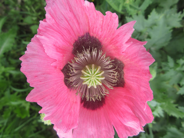 Fleur pavot somnifère, Semences pavot somnifère, semence pavot, graine pavot somnifère, graines pavot, Semences du Québec, Semences locales, Semences adaptées aux climats froids 