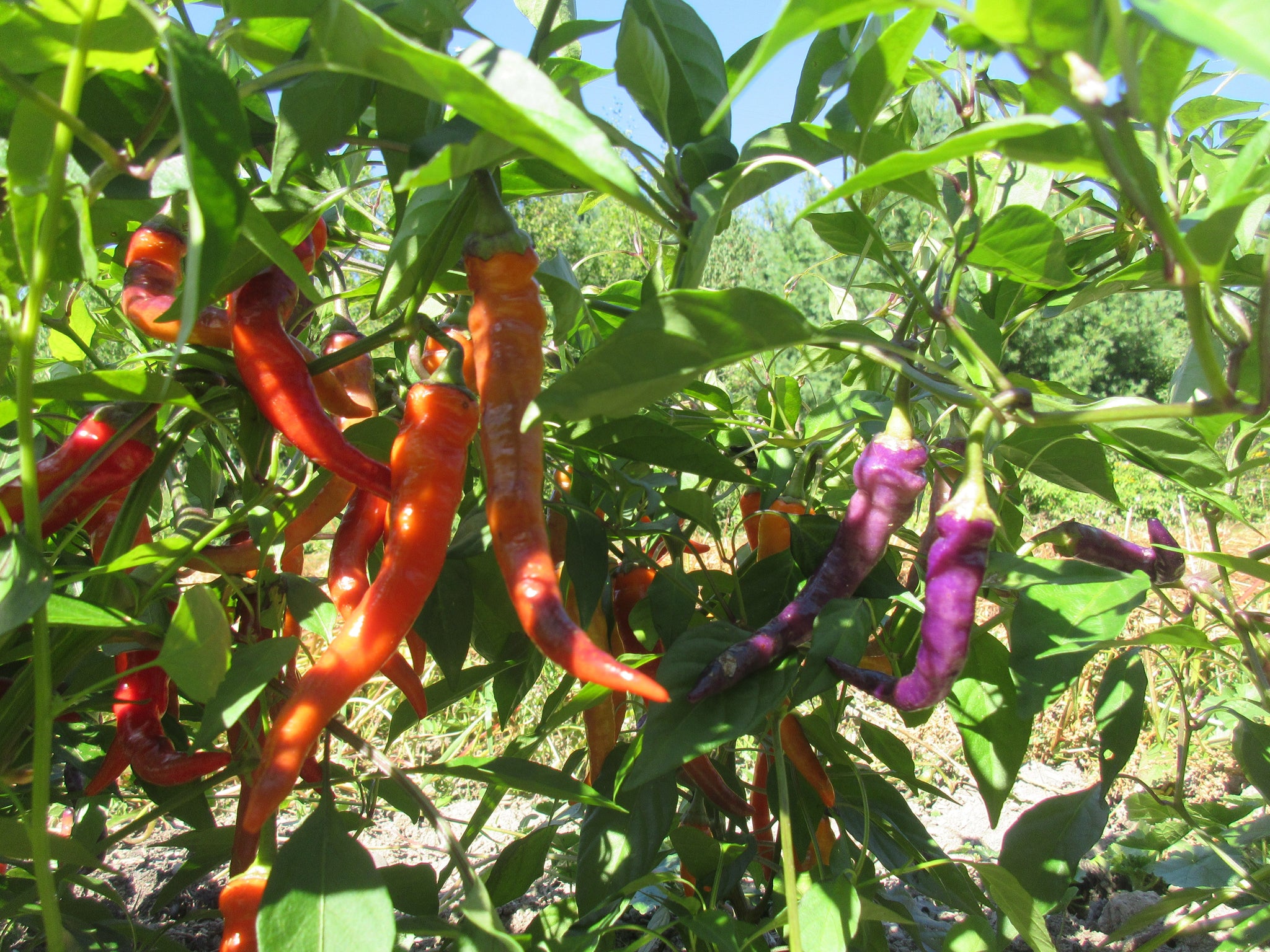 Plant de piment fort - Cayenne rouge