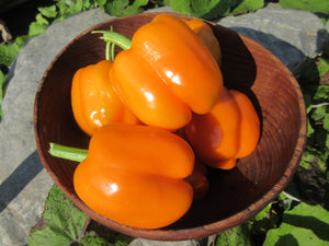 Poivron Cubo Orange, Semence Cubo Orange, Semence poivron, Graines de poivron, Semences du Québec, Semences locales, Semences adaptées aux climats froids 