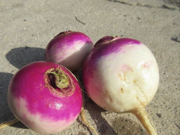 Graines de navet blanc à col violet, Navets vus de proche, Graines, Semence de navets, Semences bio,   semences ancestrales, seeds, turnip seeds, Semences pour jardin, Semenc