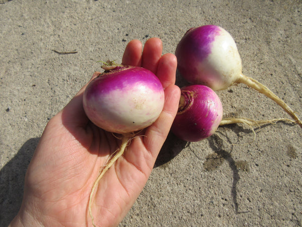 Graines de navet blanc à col violet, Navets dans une main, Graines, Semence de navets, Semences bio,   semences ancestrales, seeds, turnip seeds, Semences pour jardin, Semenc