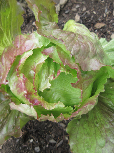Laitue, laitue iceberg rouge, laitue iceberg rouge, Semences laitue iceberg rouge, graines laitue iceberg rouge, Semences du Québec, Semences adaptées au froid, Semences légumes, Semences locales, Semences Bas-st-Laurent, Semences Trois-Pistoles