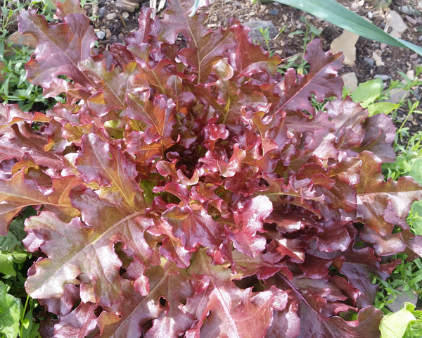 Laitue, laitue feuille de chêne rouge, laitue red salad bowl, Semences laitue red salad bowl, graines red salad bowl, Semences du Québec, Semences adaptées au froid, Semences légumes, Semences locales, Semences Bas-st-Laurent, Semences Trois-Pistoles