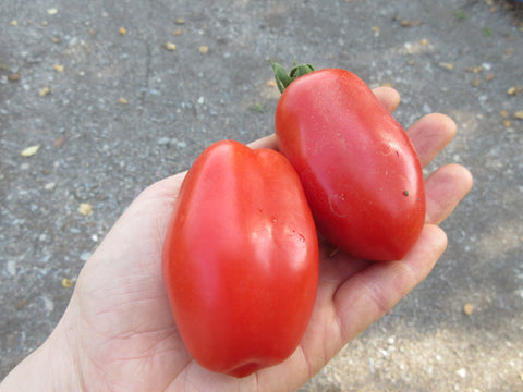 Tomate italienne Roma, Semence Tomate Roma, Tomate italienne, Semence de tomate, Graines de tomates, Semences du Québec, Semences locales, Semences adaptées aux climats froids