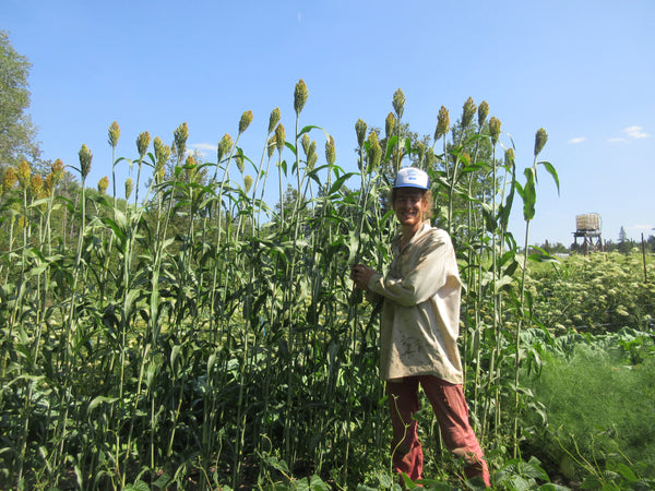 Sorgho, Semences Sorgho, semence Sorgho Gaolian Voskovidnyj, graine Sorgho Gaolian Voskovidnyj, graines Sorgho, Semences du Québec, Semences locales, Semences adaptées aux climats froids 