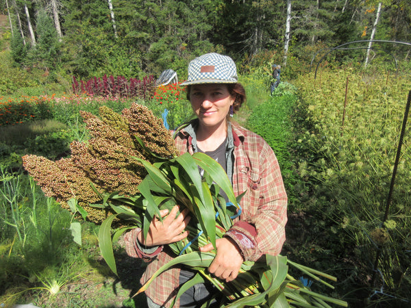 Sorgho, Semences Sorgho, semence Sorgho Gaolian Voskovidnyj, graine Sorgho Gaolian Voskovidnyj, graines Sorgho, Semences du Québec, Semences locales, Semences adaptées aux climats froids 
