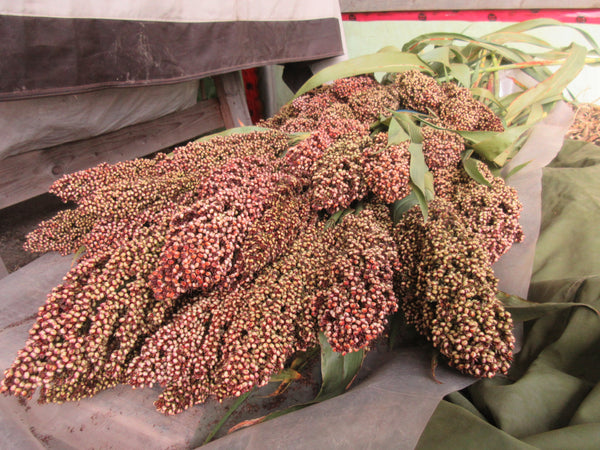 Sorgho, Semences Sorgho, semence Sorgho Gaolian Voskovidnyj, graine Sorgho Gaolian Voskovidnyj, graines Sorgho, Semences du Québec, Semences locales, Semences adaptées aux climats froids 