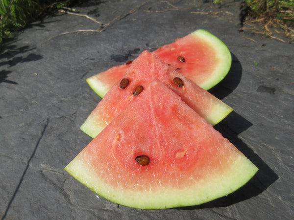 Melon d’eau, Semences Melon sugar baby, graines Melon sugar baby, Semences du Québec, Semences adaptées au froid, Semences légumes, Semences locales, Semences Bas-st-Laurent, Semences Basques, Semences Trois-Pistoles