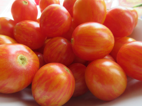 Tomates cerises, Sunrise Bumble bee, semences, graines, semences pour climat froid, semences Québec, semences Bas-Saint-Laurent