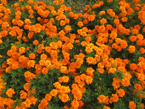 Tagète, oeillet d'Inde, Semences Tagètes Safari Tangerine, graines de Tagètes Safari Tangerine, Semences du Québec, Semences adaptées au froid, Semences fleurs, Semences locales, Semences Bas-st-Laurent, Semences Trois-Pistoles