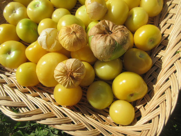 Tomatillo amarylla