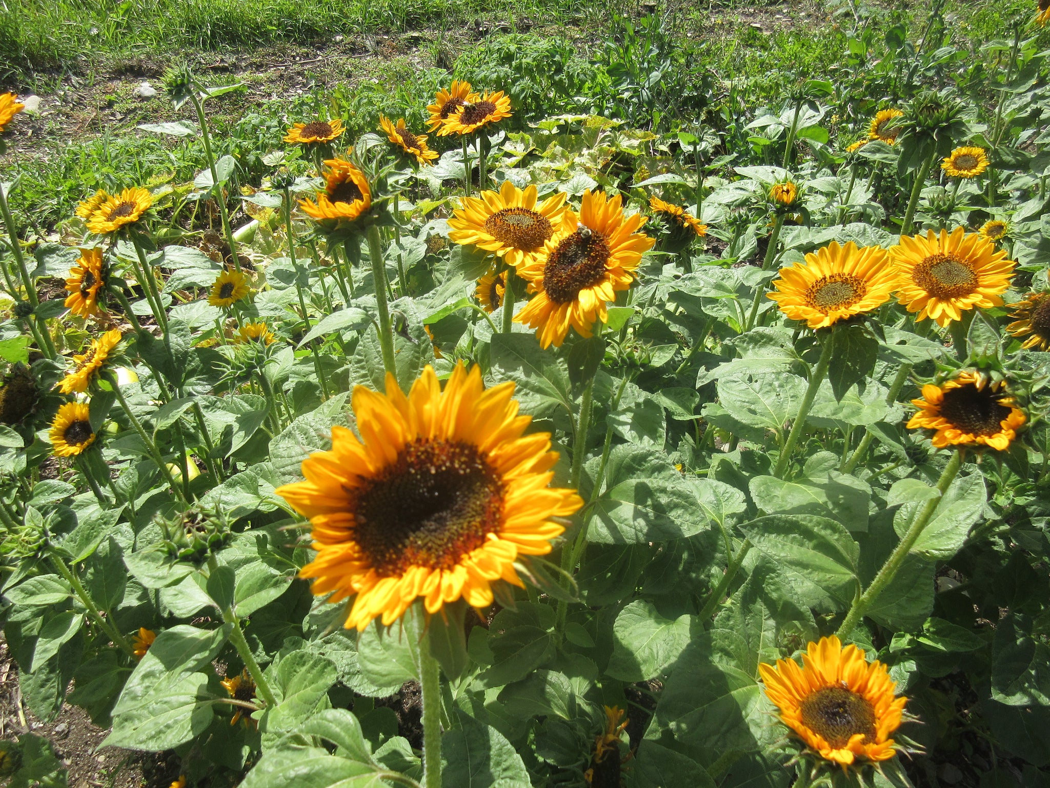 Tournesol nain Hella Sonnenblume – Ferme Coop du Moulin, image size:2048x1536