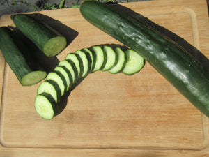 Concombre, concombre japonais, Semences concombre shintokiwa, graines concombre shintokiwa, Semences du Québec, Semences adaptées au froid, Semences légumes, Semences locales, Semences Bas-st-Laurent, Semences Trois-Pistoles