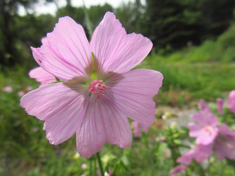 Fleur mauve musquée, Semences mauve musquée, graine mauve musquée, Semences du Québec, Semences locales, Semences adaptées aux climats froids 