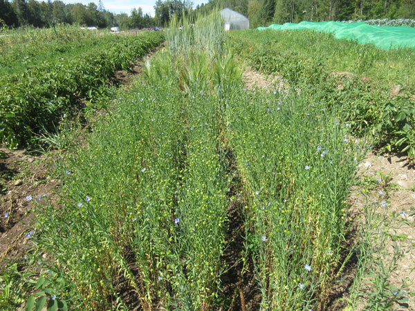 Dwarf sunflower Hella Sonnenblume 